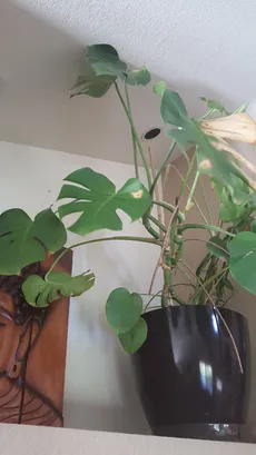How to Grow and Care for Swiss cheese plant