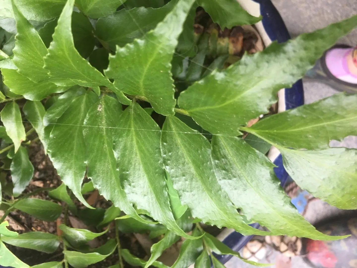 オニヤブソテツ（鬼藪蘇鉄）の判定方法 (Cyrtomium falcatum)