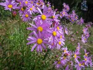 How to Propagate Pink ragwort