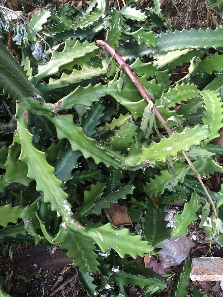 Ist Euphorbia lactea giftig?