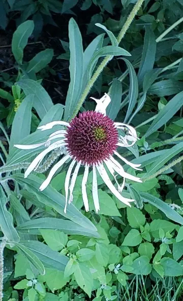 エキナセア・パリダの判定方法 (Echinacea pallida)