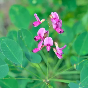 How to Grow and Care for Shrub lespedeza