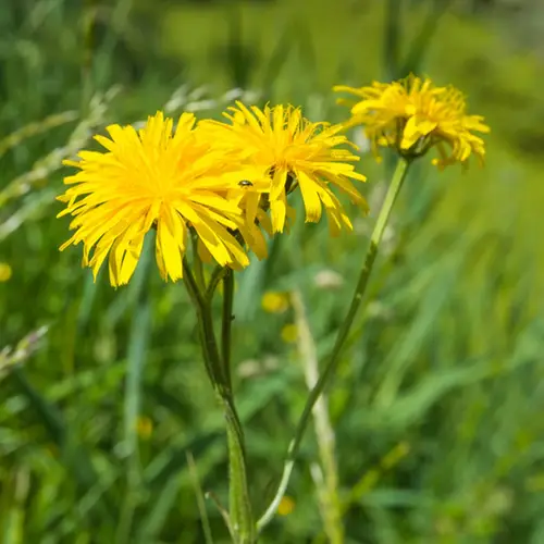 Perennial sow thistle