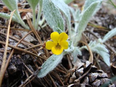 Cómo cultivar y cuidar una Viola tomentosa