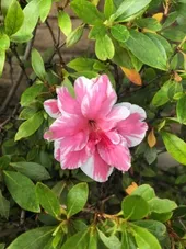 So identifizierst du Rhododendren (Rhododendron)