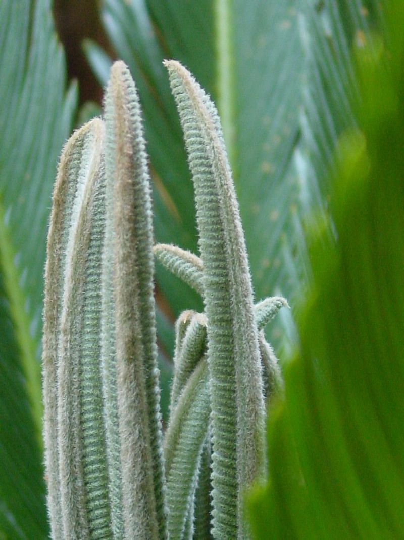 Is Sago palm Poisonous