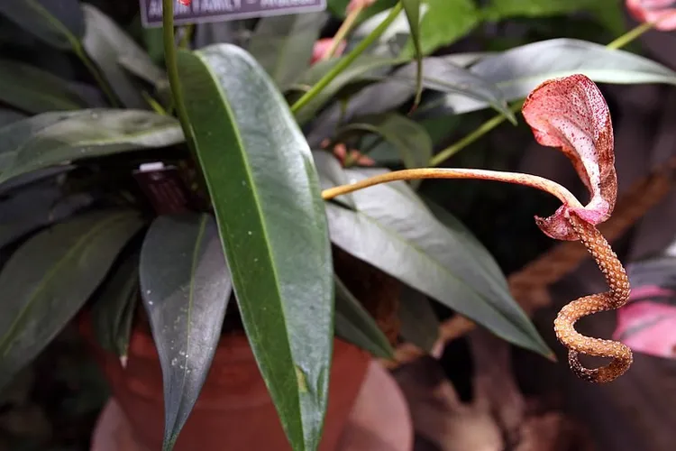 Ist Kleine Flamingoblume giftig?