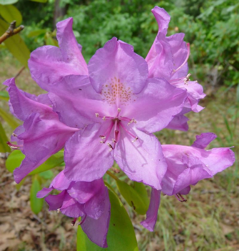 Ist Pontischer Rhododendron giftig?