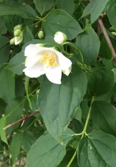 Wie man Falscher Jasmin anbaut und pflegt