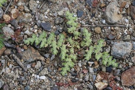 How to Grow and Care for Hairy rupture-wort