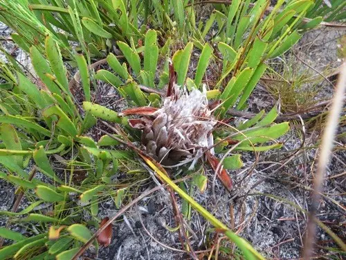 Protea aspera