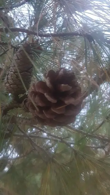 Turkish pine