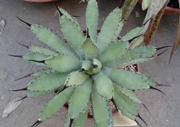 don agave Don Abraham Organic Still Strength Blanco Tequila 110 Proof — Rare Tequilas main image 1