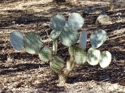 opuntia 'long spine clone’ オプンチア サボテン 多肉 Opuntia chlorotica (分類, 特徴, 分布, 画像)