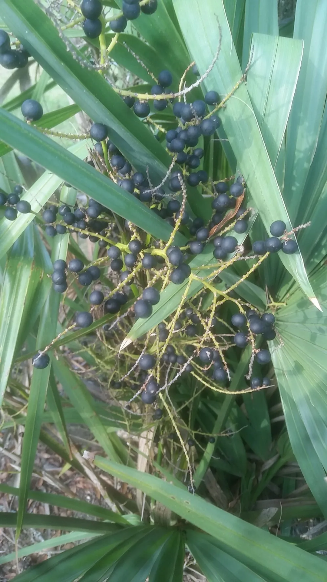 152404032617447427.jpeg?x-oss-