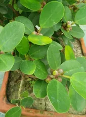 ガジュマル（榕樹）の判定方法 (Ficus microcarpa)