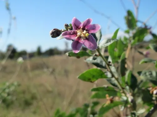 Pianta Di Goji In Vaso 18cm - Lycium Barbarum, Bacche Superfood, Coltivazione Italiana - Foto 7