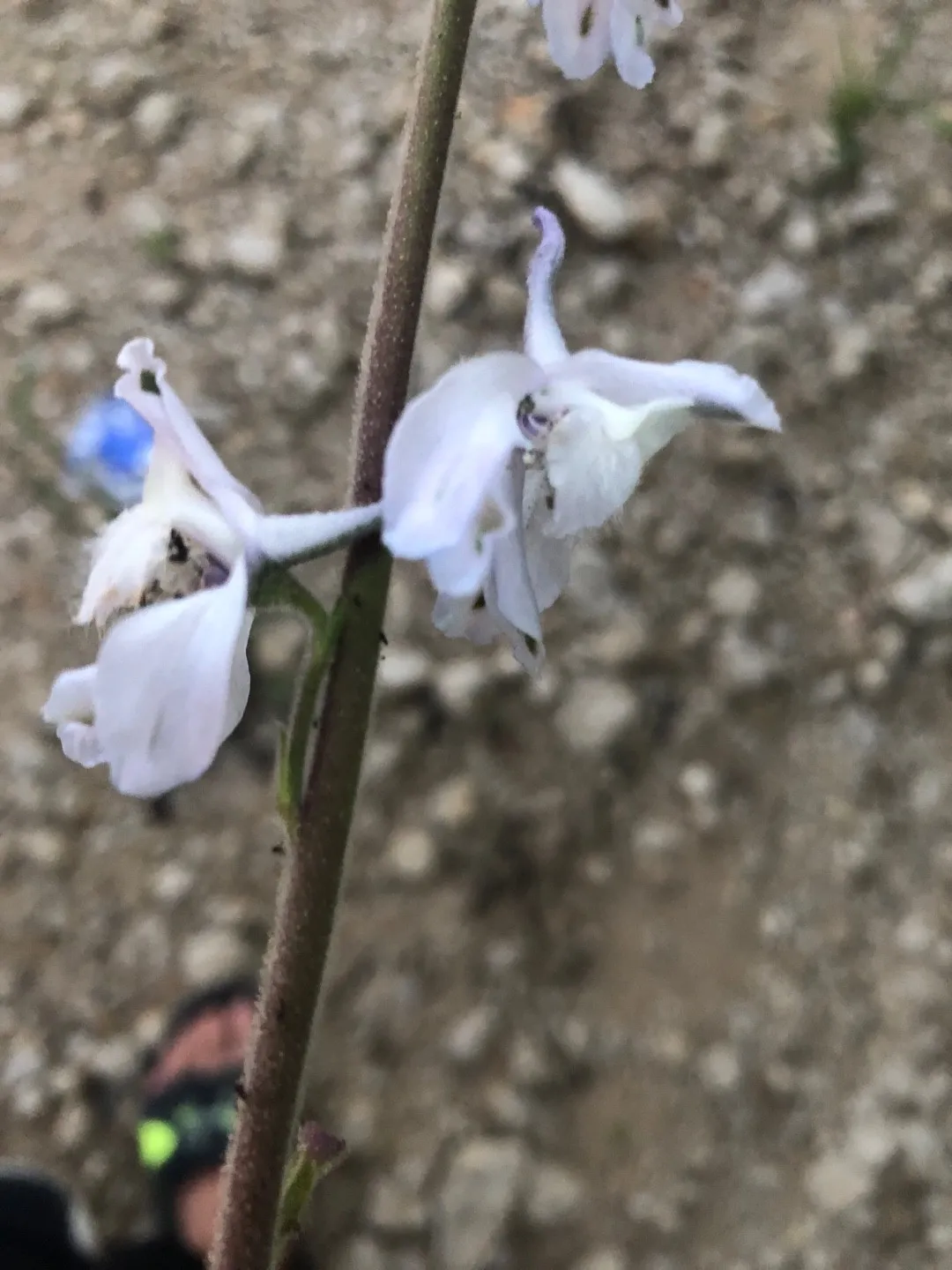 Conjunto Vetorial Com Delphinium Ou Espelho-de-Vénus. Flor, Ramo, Botão E  Folha Em Preto Isolados Sobre Fundo Branco. Elementos Fl Ilustração do  Vetor - Ilustração de projeto, jogo: 94396130, image size:1080x1440