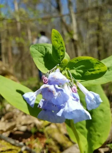 バージニア・ブルーベルの判定方法 (Mertensia virginica)