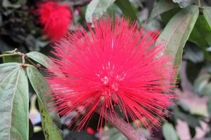 How to Propagate Calliandra trinervia