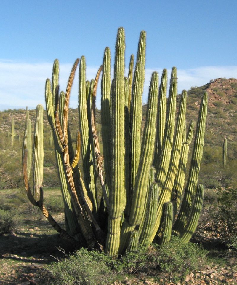 Is Organ pipe cactus Poisonous