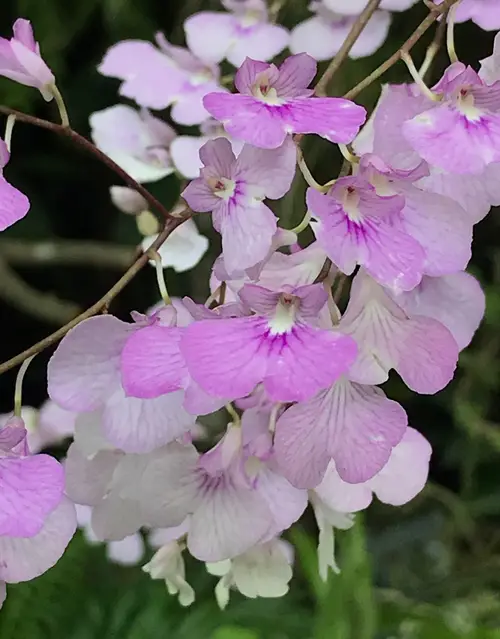 Delicate violet orchid