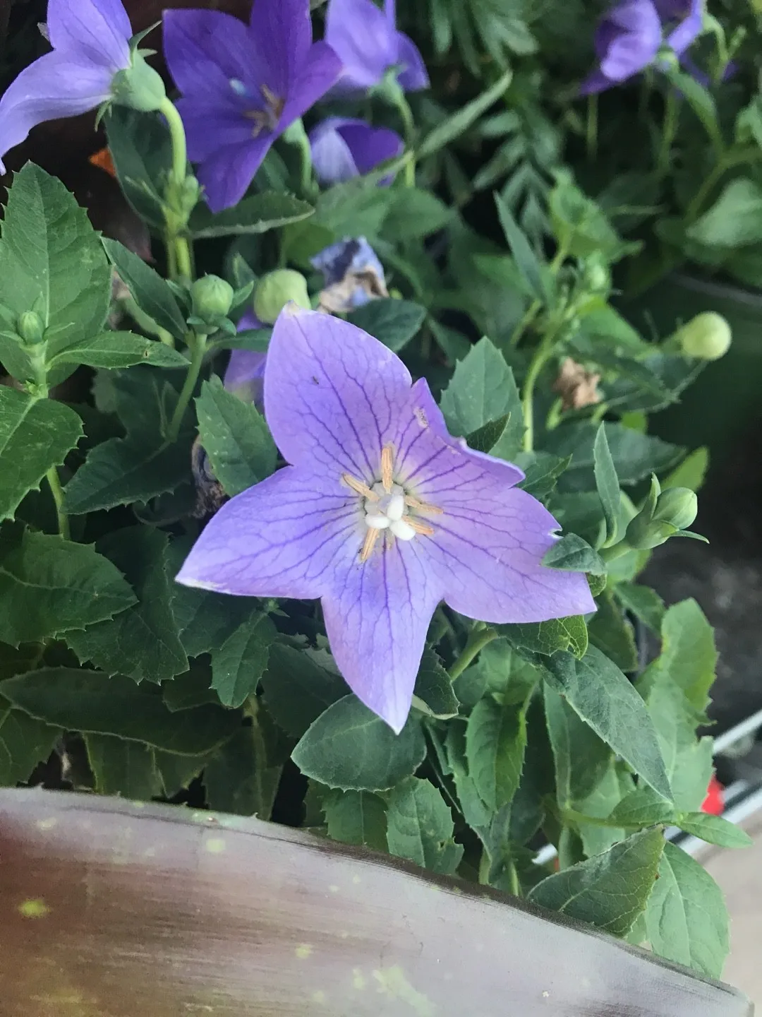 キキョウ（桔梗）の判定方法 (Platycodon grandiflorus)