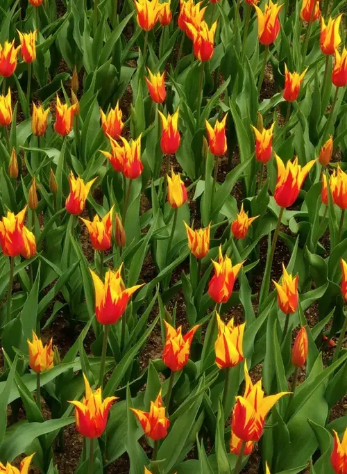 Tulips 'Fly away'