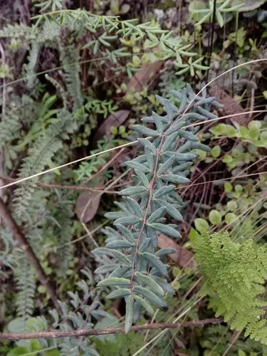 Pellaea ternifolia