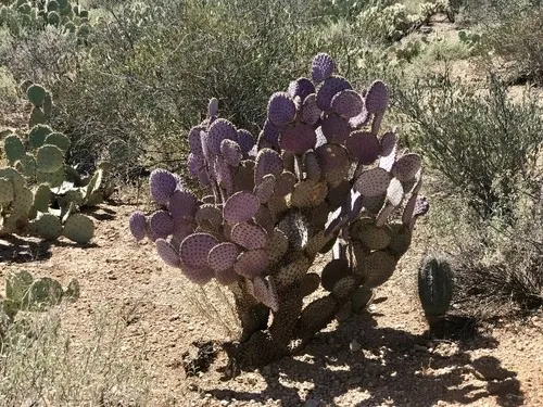 152409427096371200.jpeg?x-oss-