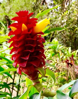 How to Grow and Care for Spiral ginger