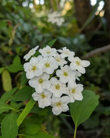コデマリ確認用 コデマリ（小手毬）の判定方法 (Spiraea cantoniensis)