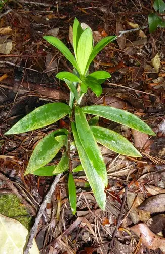 Pimelea longifolia