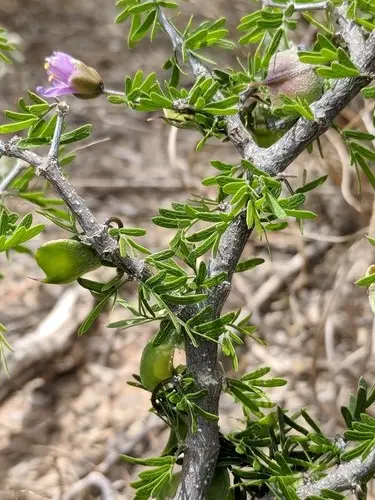 Porlieria angustifolia