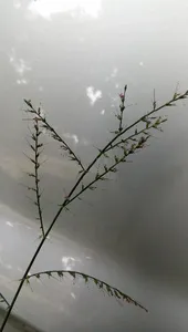 How to Prune Running mountaingrass
