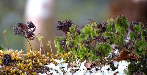 How to Grow and Care for Much-divided filmy fern