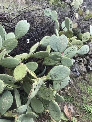 みの様確認用です！大型宝剣！宜しくお願い致します！ 152414357718827011.jpeg?x-oss-