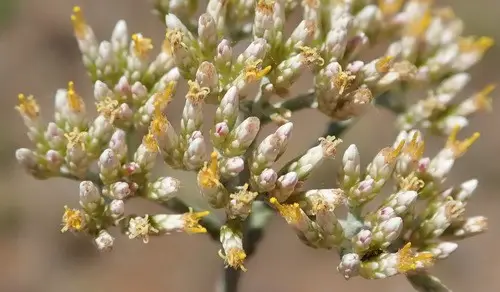 Helichrysum zeyheri