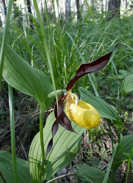u*3様 アツモリソウ(南部産アツモリソウ) u*3様 アツモリソウ(南部産アツモリソウ)