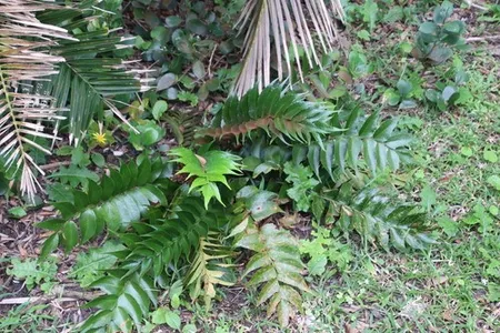 オニヤブソテツ（鬼藪蘇鉄）の育て方・栽培方法