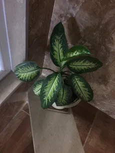 where can i buy a fiddle leaf fig Faux Fiddle Leaf Fig Tree, 5 ft
