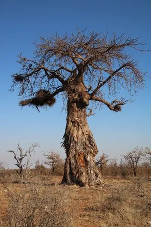 バオバブの育て方・栽培方法