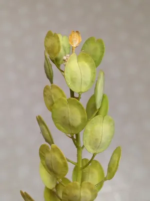 グンバイナズナ（軍配薺）の育て方・栽培方法