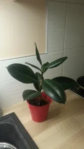 So identifizierst du Gummibaum (Ficus elastica)