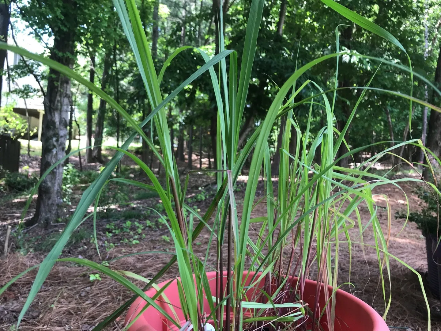レモングラスの判定方法 (Cymbopogon citratus)
