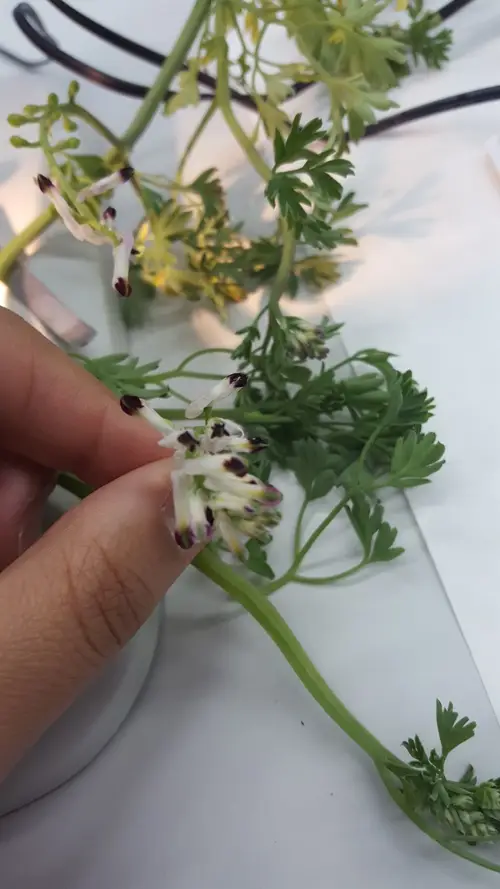 Fumaria a fiori piccoli