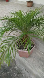 フェニックス・ロベレニーの判定方法 (Phoenix roebelenii)