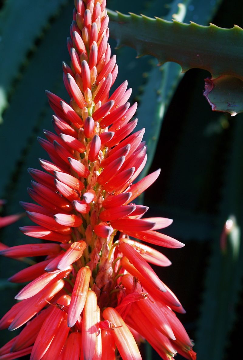 Ist Baum-aloe giftig?