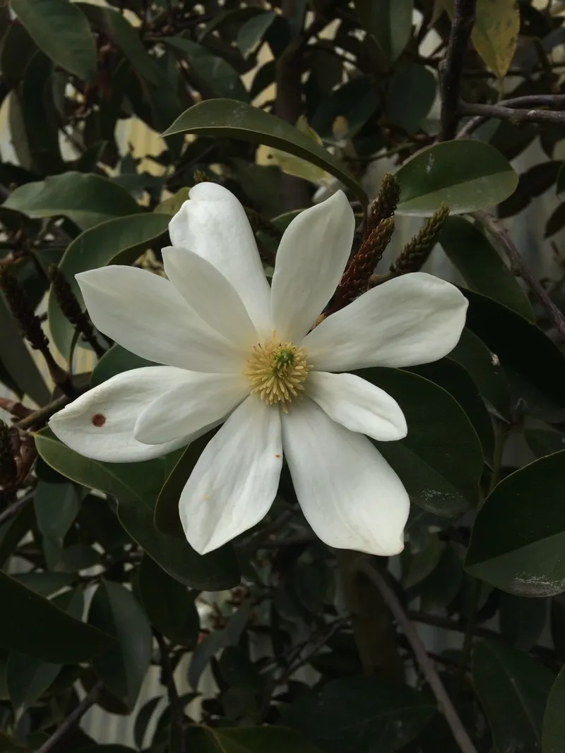 ミヤマガンショウ（深山含笑）の花言葉とその魅力について