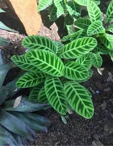 monstera amydrium MONSTERA AMYDRIUM MEDIUM SILVER online kaufen bei potflourri main image 0